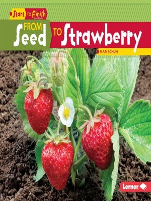 cover image of From Seed to Strawberry